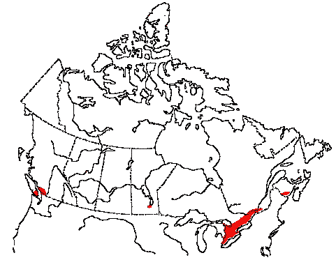 Map of Yellow-billed Cuckoo in Canada