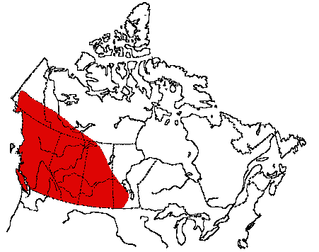 Map of Western Wood-Pewee in Canada
