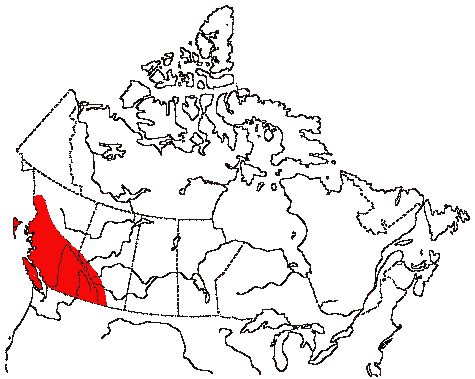 Map of Steller's Jay in Canada