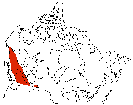 Map of Dusky Flycatcher in Canada