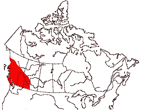 Map of Northern Pygmy-Owl in Canada