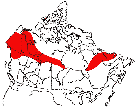 Canadian Biodiversity: Species: Birds: Northern Shrike