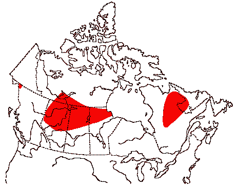 Map of Short-billed Dowitcher in Canada