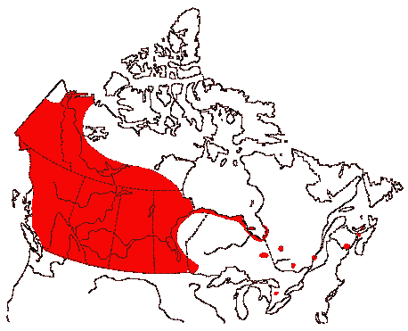 Map of American Wigeon in Canada