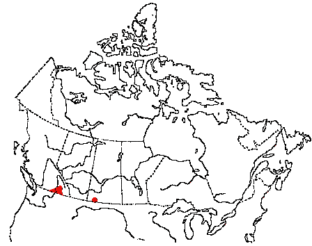 Map of Sage Thrasher in Canada