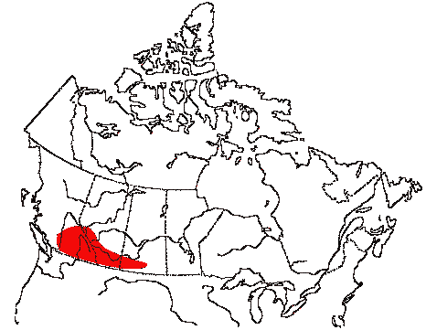Map of Lazuli Bunting in Canada