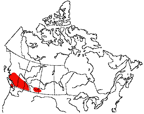 Map of Black-headed Grosbeak in Canada