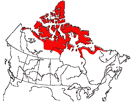 Map of Snow Bunting in Canada