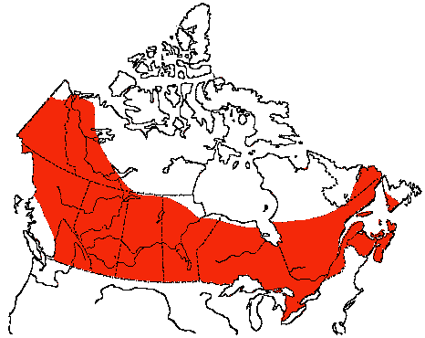 Map of Bank Swallow in Canada