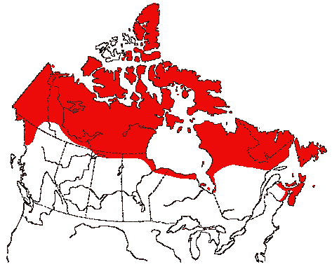 Map of Arctic Tern in Canada