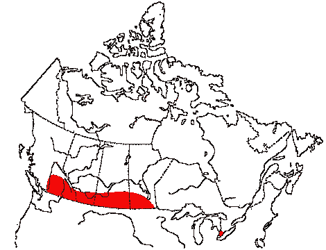Map of Western Kingbird in Canada