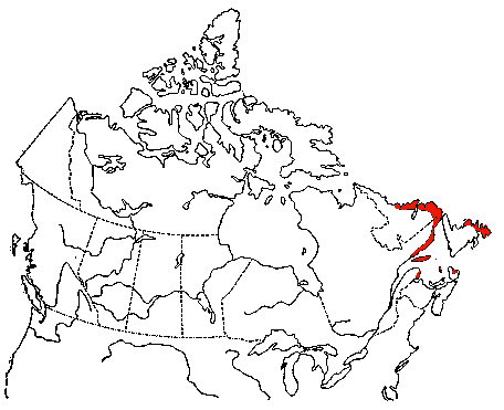 Map of Common Murre in Canada