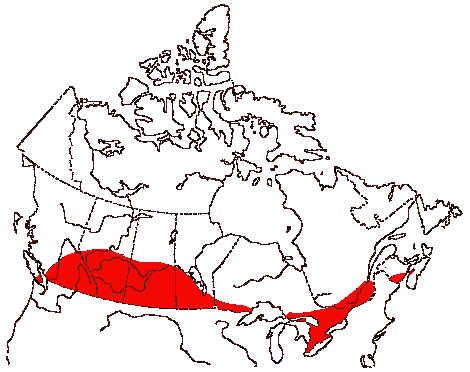 Map of Mourning Dove in Canada