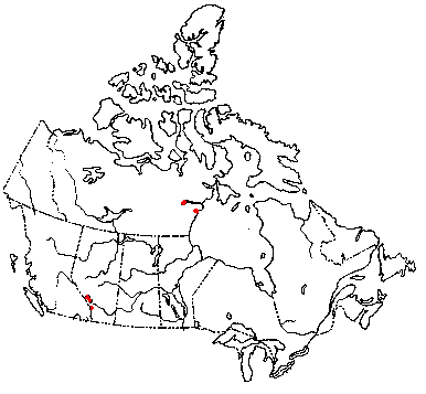 Map of <i>Arrhenia aursicalpium</i> in Canada