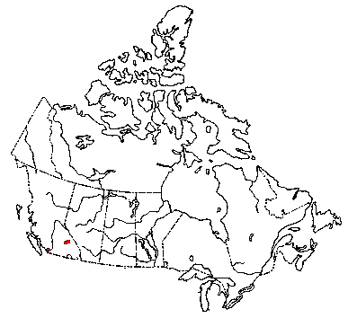 Map of <i>Chrysomphalina aurantiaca</i> in Canada