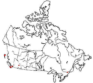 Map of <i>Cyphellostereum laeve</i> in Canada