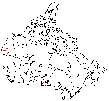 Map of <i>Heliocybe sulcata</i> in Canada