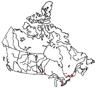 Map of Indigo Milky in Canada