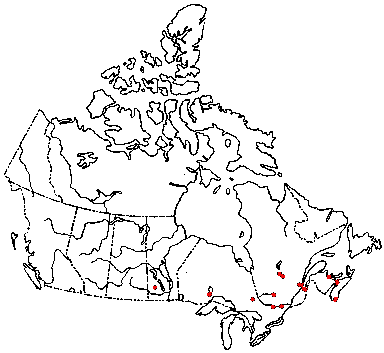 Map of <i>Lyophyllum palustre</i> in Canada