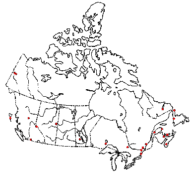 Map of <i>Marasmius pallidocephalus</i> in Canada
