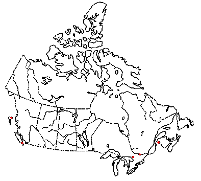 Map of <i>Marasmiellus papillatus</i> in Canada