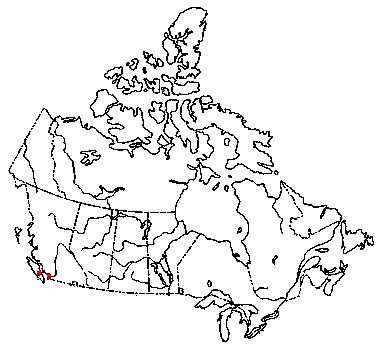 Map of <i>Marasmiellus pluvius</i> in Canada