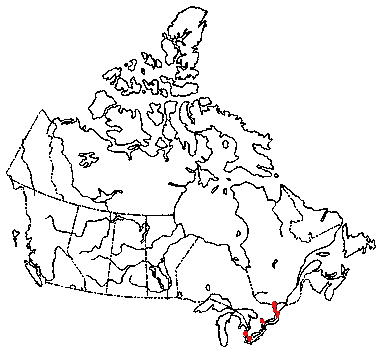 Map of <i>Marasmius pyrrhocephalus</i> in Canada