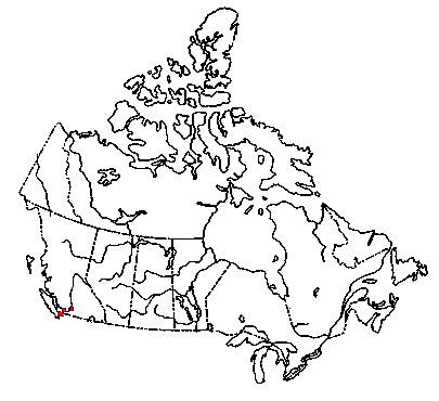Map of <i>Melanotus textilis</i> in Canada