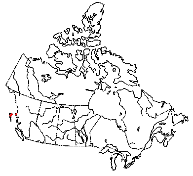 Map of <i>Neolentinus kauffmanii</i> in Canada