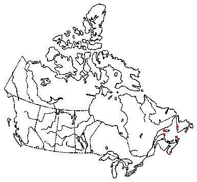 Map of <i>Panellus violaceofulvus</i> in Canada