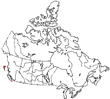 Map of <i>Resinomycena saccharifera</i> in Canada
