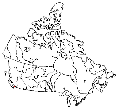 Map of <i>Tetrapyrgos subdendrophora</i> in Canada