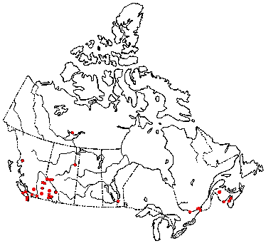 Map of White Matsutake in Canada