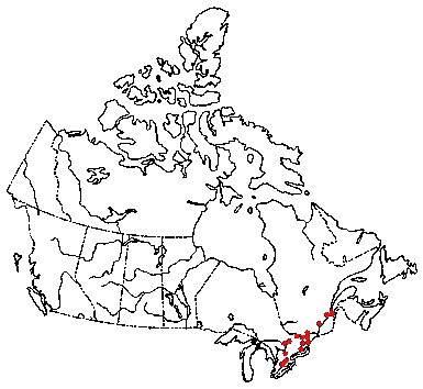 Map of <i>Xerula megalospora</i> in Canada