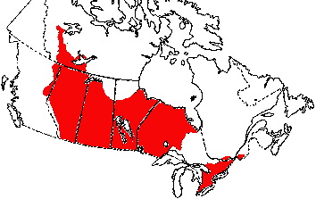 Map of Striped Chorus Frog in Canada