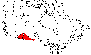 Map of Plains Spadefoot in Canada