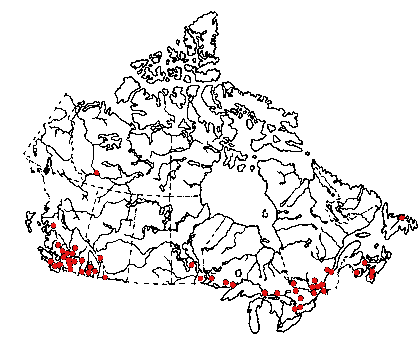 Map of Red turpentine beetle (Dendroctonus valens) in Canada