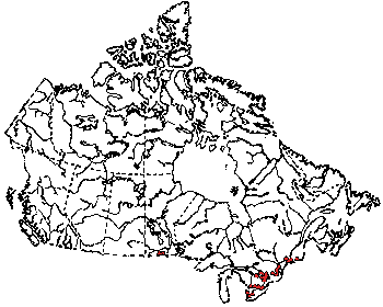 Map of Walking stick (Diapheromera femorata) in Canada
