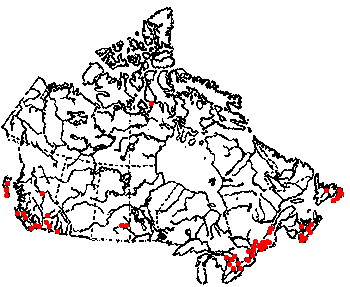 Map of European earwig (Forficula auricularia) in Canada