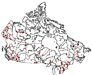Map of Tetrix brunnerii in Canada