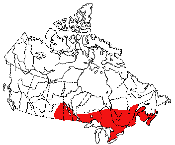 Canadian Biodiversity: Species: Mammals: Short-Tailed Shrew