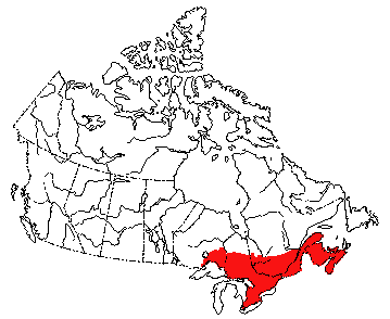 Map of Smoky Shrew in Canada