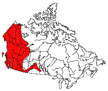 Map of Vagrant Shrew in Canada