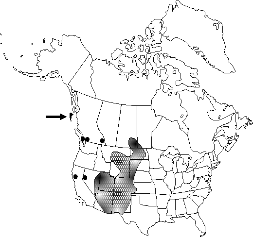 Map of <i>Humulus lupulus neomexicanus</i> in Canada