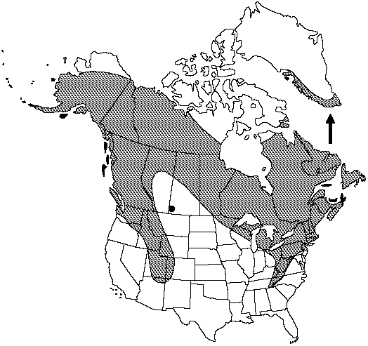 Canadian Biodiversity: Species: Plants: Bristly club-moss