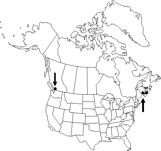 Map of English oak, pedunculate oak in Canada