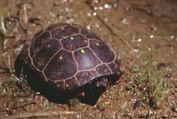 Spotted Turtle. Photo:David Green