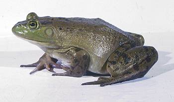Bullfrog. Photo:David Green
