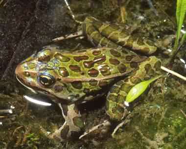 Northern Leopard Frog. Photo: Joyce Gross