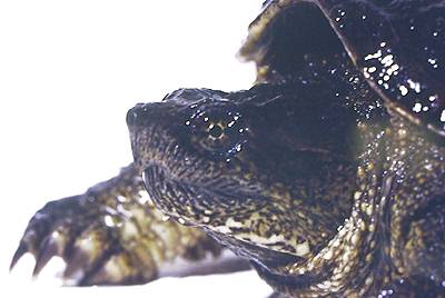 Common Snapping Turtle. Photo:David Green